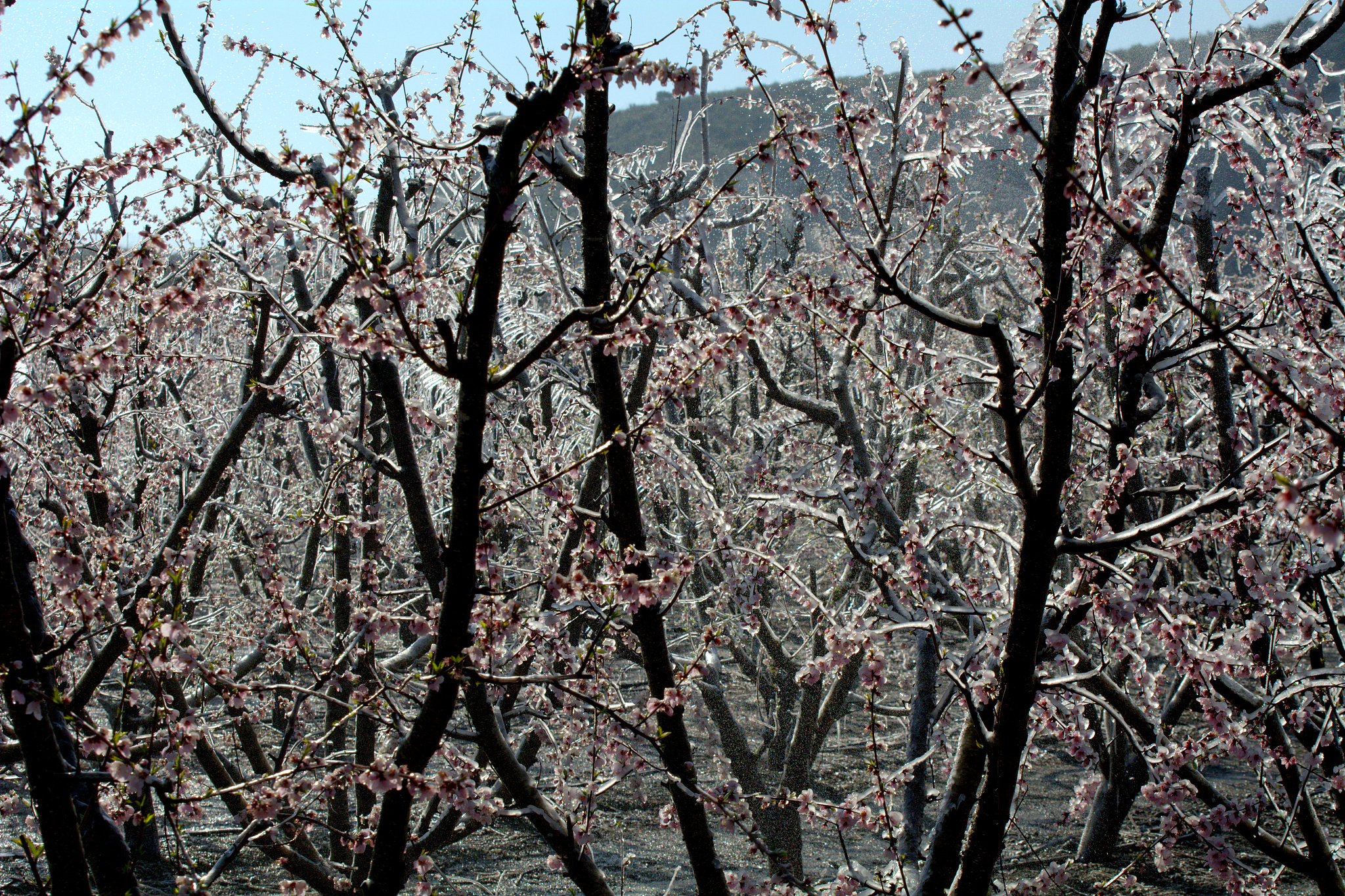 5首现代诗歌，感受春天美好意境