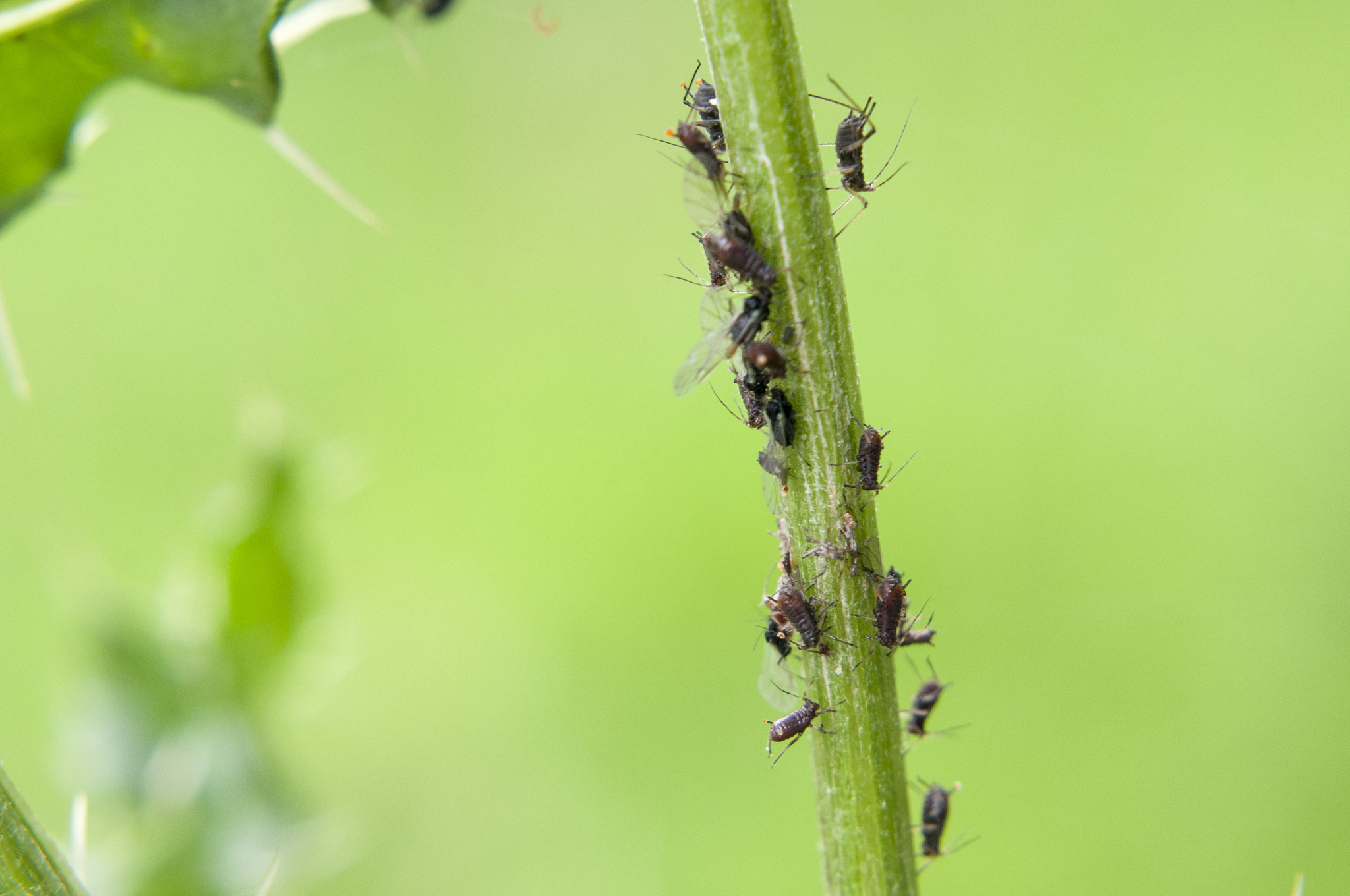 小麦虫害发生特点及防治策略研究综述
