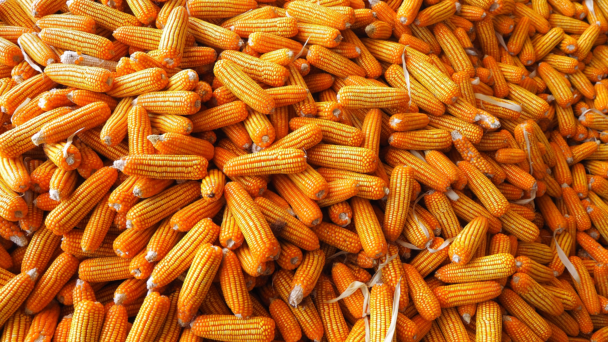 瑞安农业技术学校2022年招生简章 - 专业设置 | 助学政策