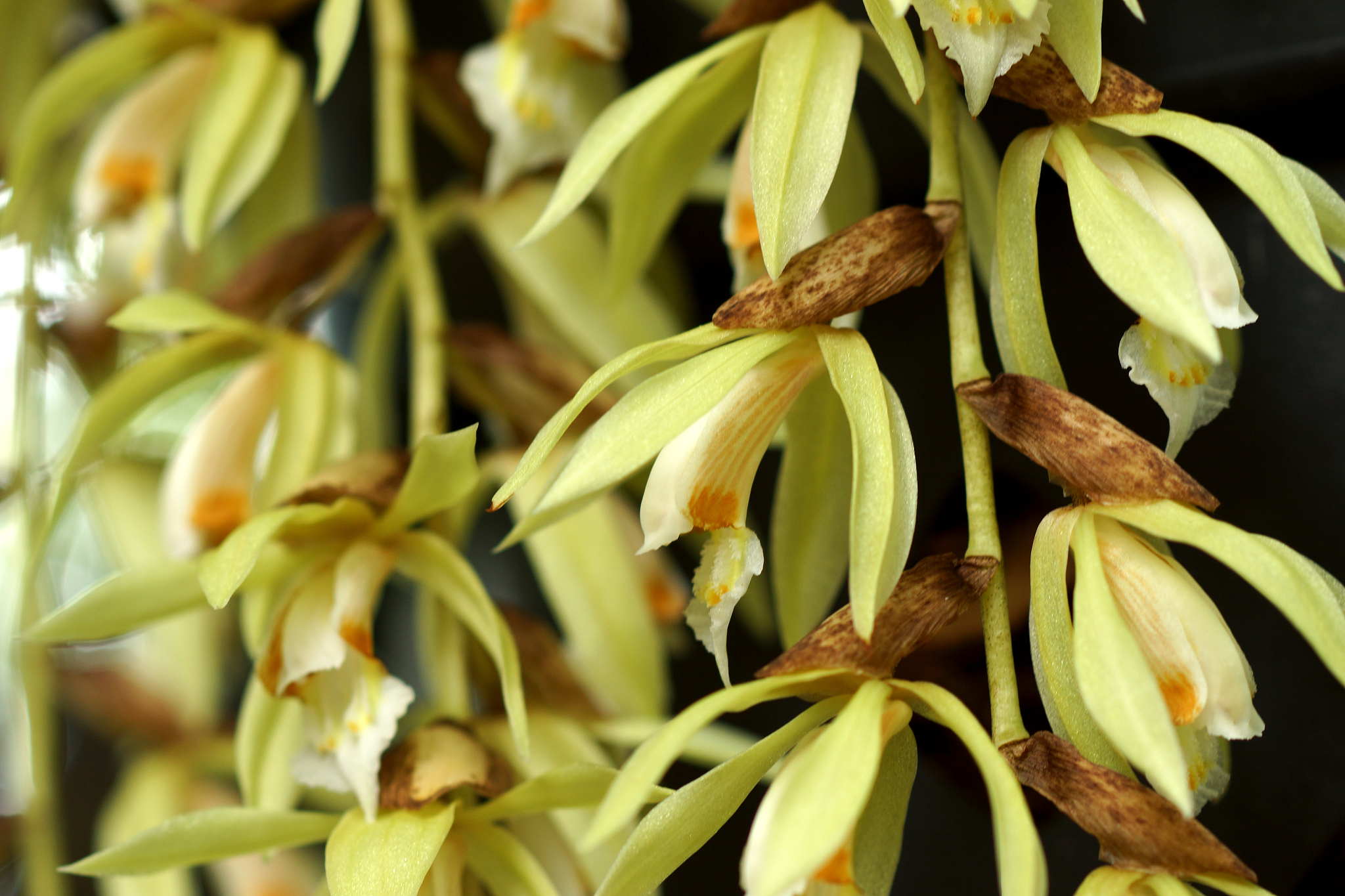 wild orchid flowers