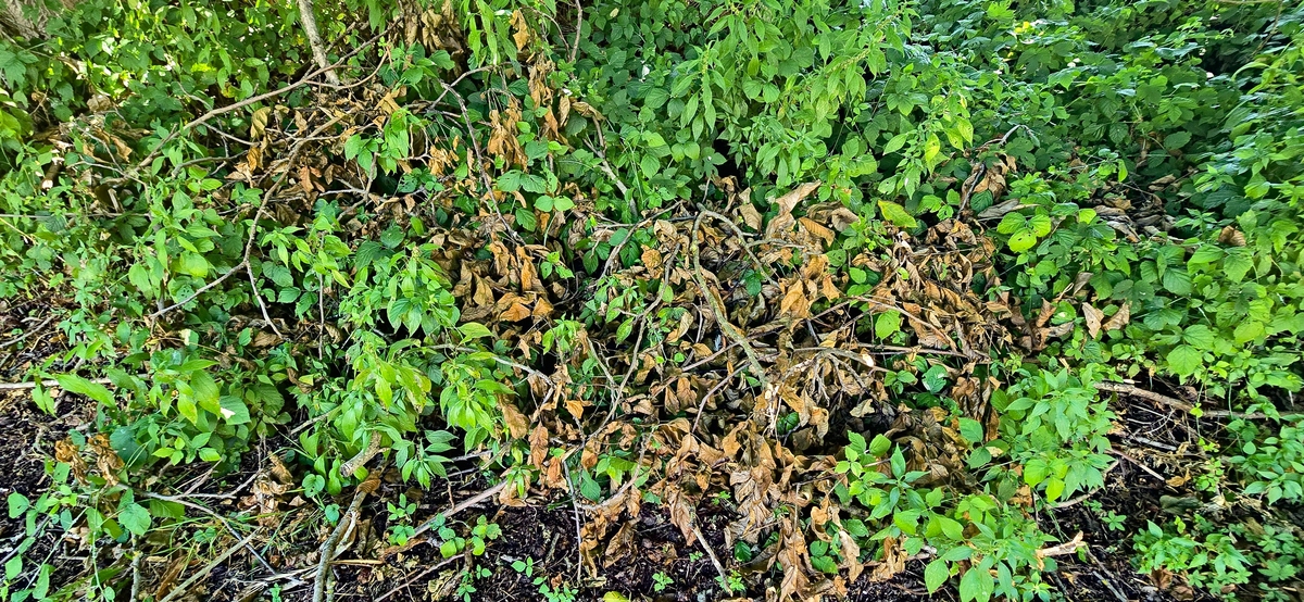 虎杖苔最佳采摘时间：秋季品质更佳