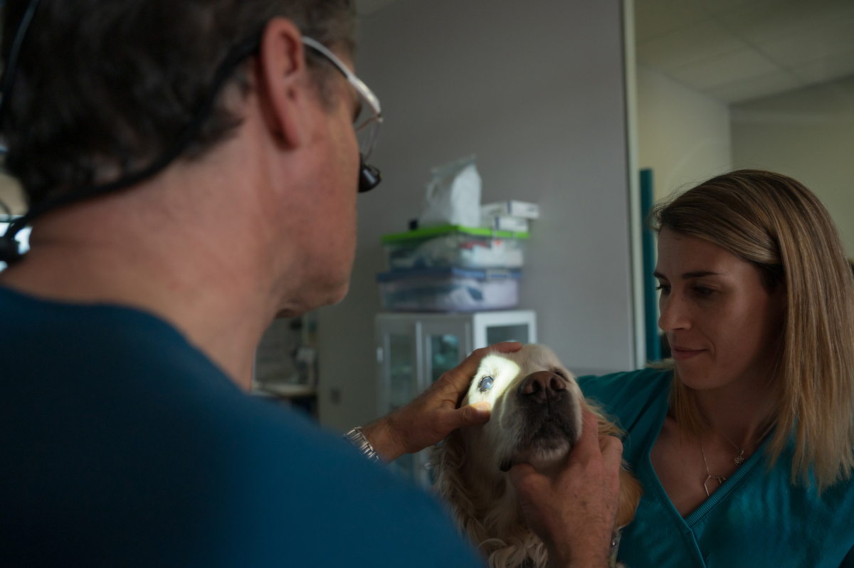 动物医学专业的就业方向用发散