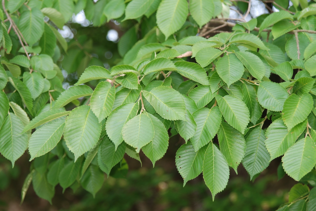 榆树的树叶、树皮和树钱可直接作为食物其营养成分丰富口感独特还可作为食品原料直接用于食品加工行业。换个说法