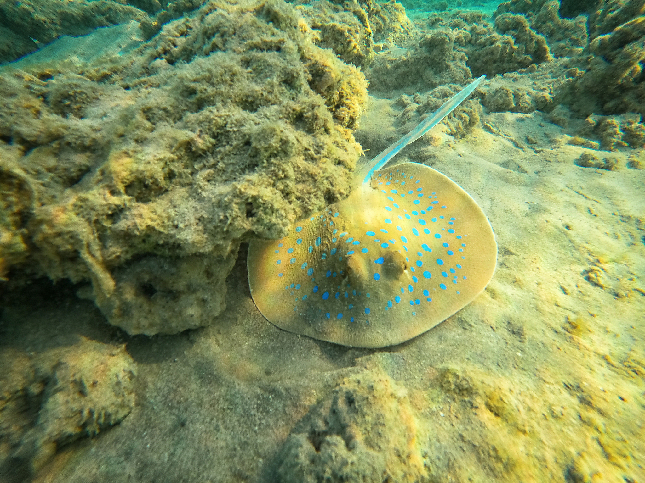 bluespotted stingray (taeniura lymma) or a ribbontail ray on the