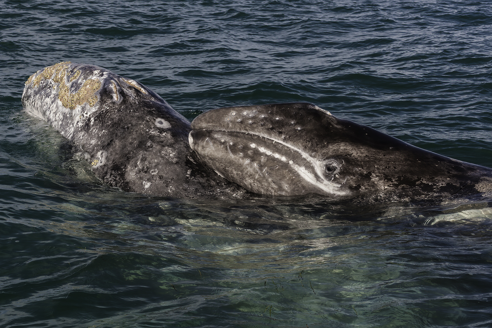 自然环境组成圈详解：物质环境与生物环境的相互作用