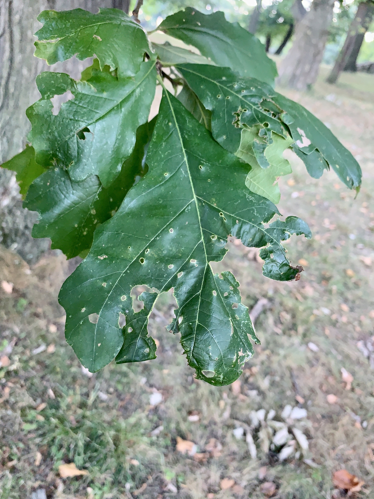 oak tree leaves