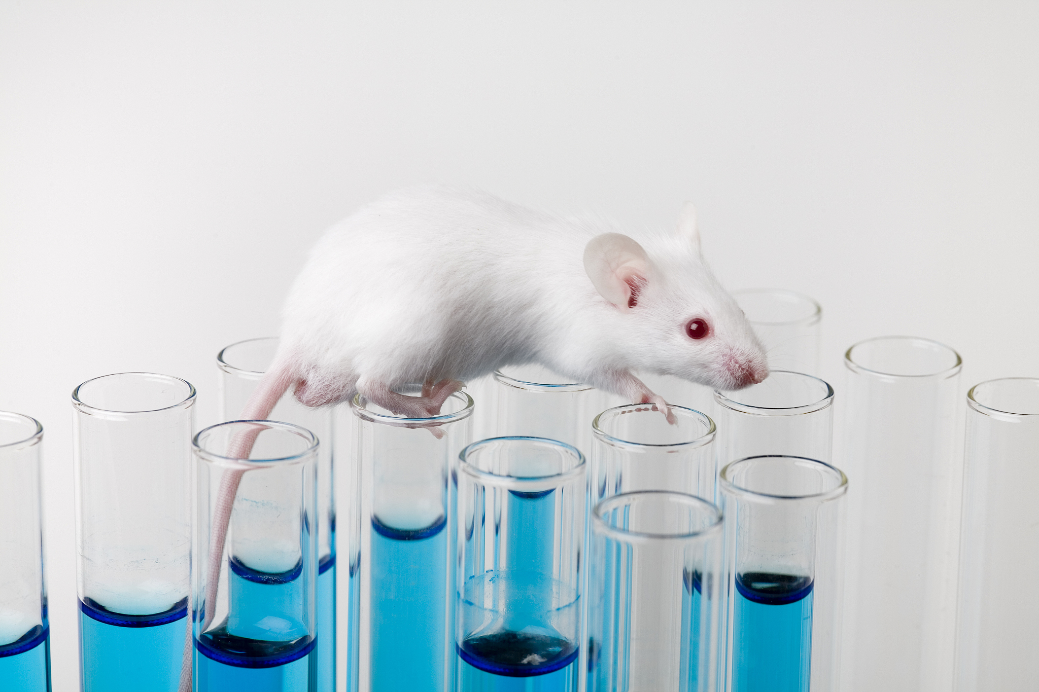 LAB ANIMAL期刊: 实验动物科学与应用的权威指南