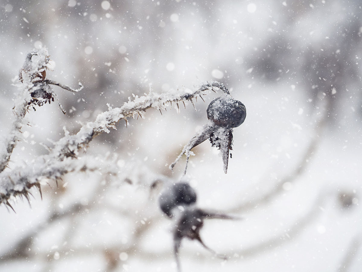 制备植物标本的报告