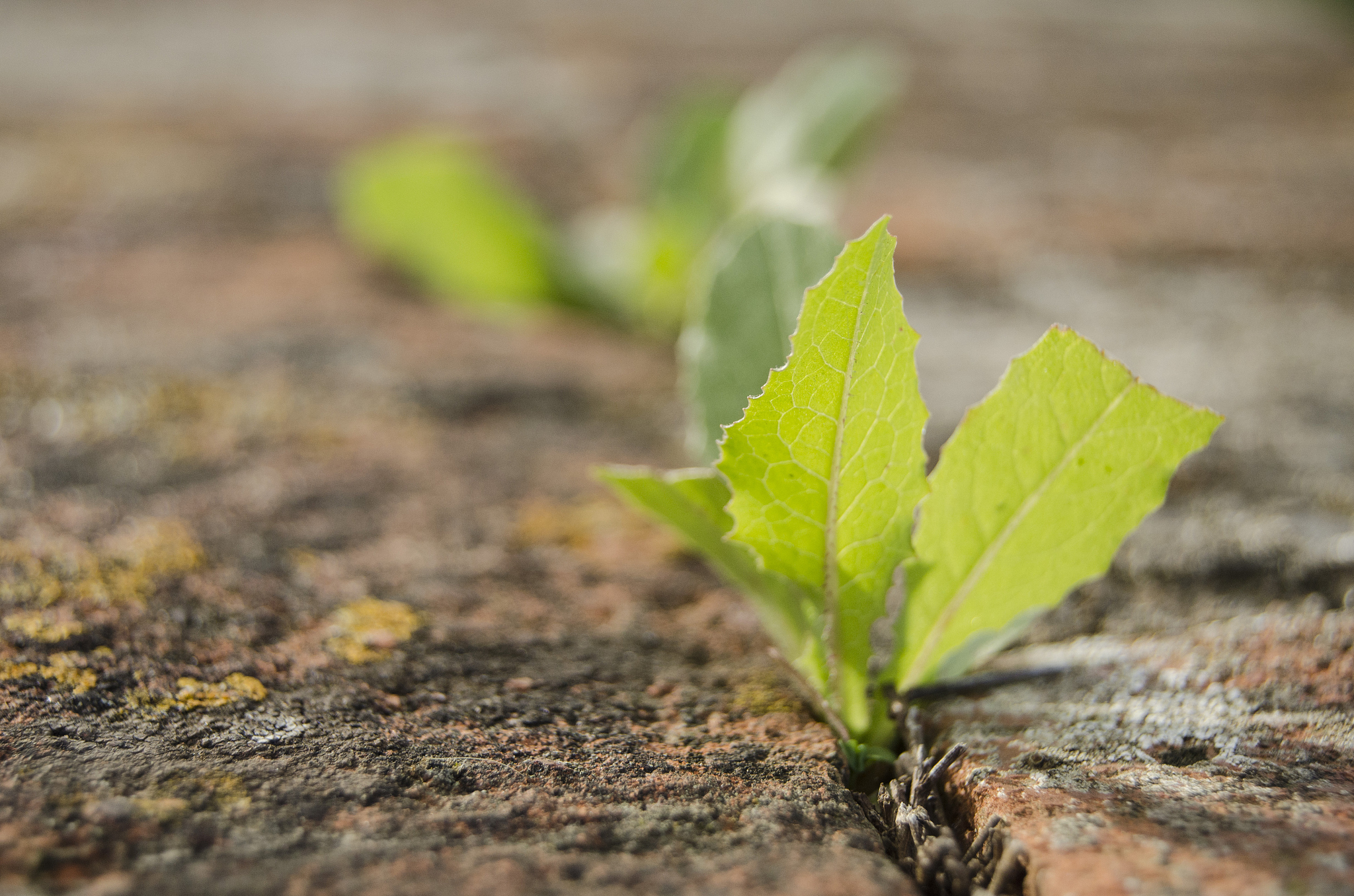 春草枝繁叶茂，青年成长不止 - 感悟生命成长中的坚韧与担当