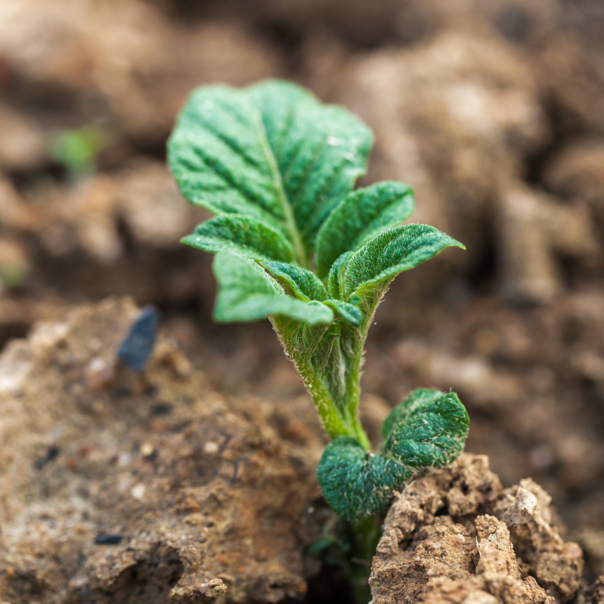 润色下面的中文表述使其表达更加简洁、逻辑性强、学术化。作物冠层彩色图像中绿色植被在绿光区的光谱反射率明显高于红光区反射率然而土壤在绿光区和红光区的反射率没有明显变化20故本研究利用RGB颜色空间下G分量与R分量的差值G minus RGMR获取自然光照条件下马铃薯冠层图像中的绿色植被区域。