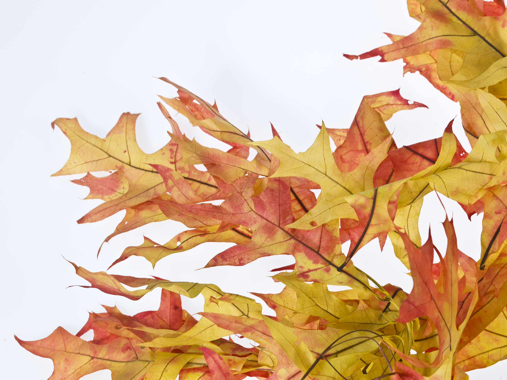 fall leaves background - 31 megapixels