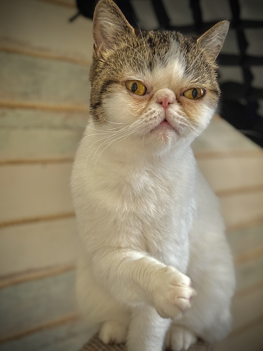 猫咪爆红小红书！10个标题萌翻天，铲屎官必看！