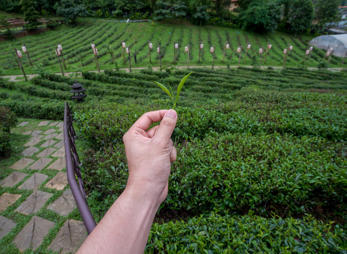 贵州省读茶树栽培与茶叶加工专业可以到哪些学校 贵州省读茶树栽培与茶叶加工专业可以到哪些学校