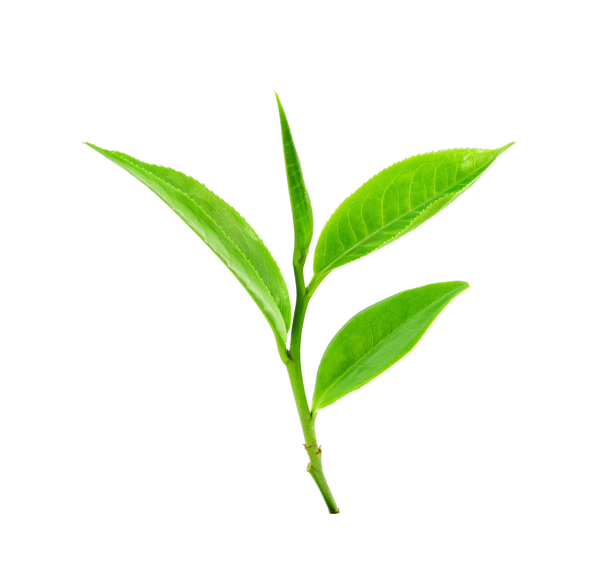 茶叶水洗脸：每天洗好吗？