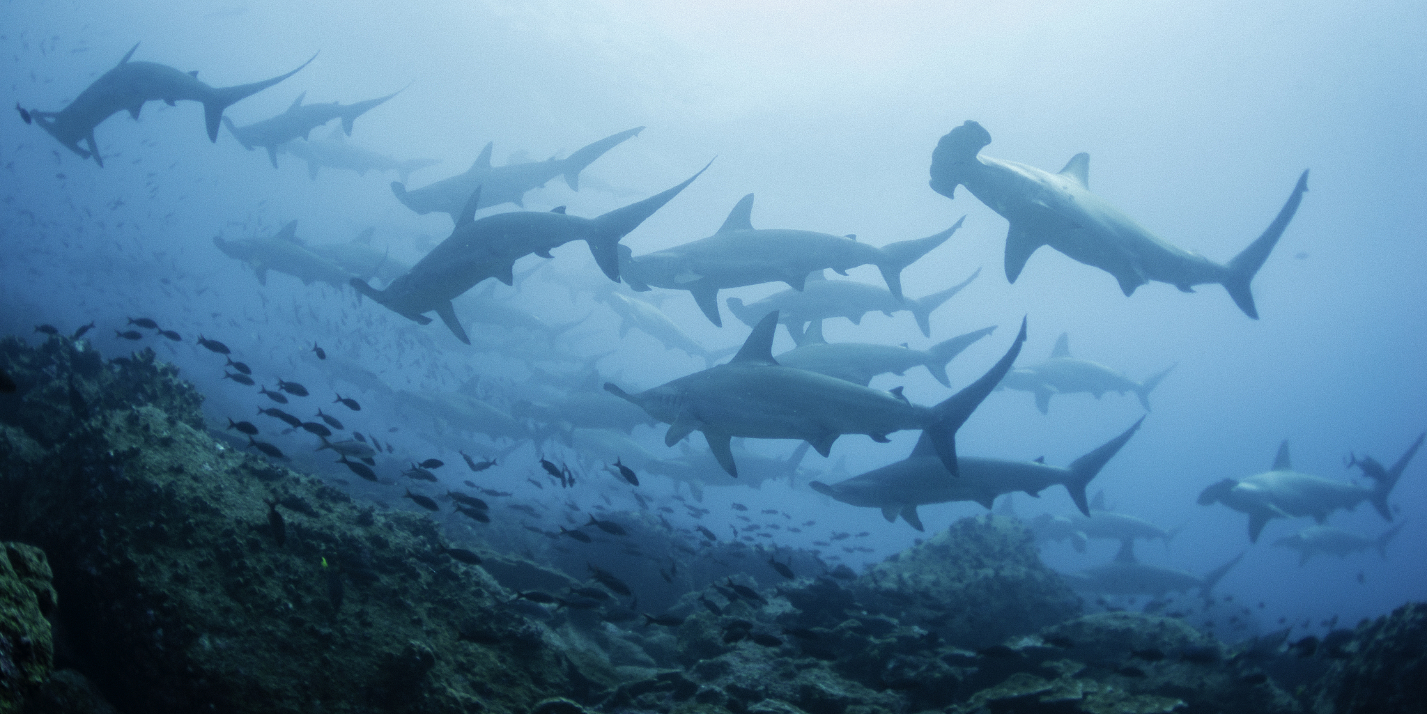 Dive into a World of Wonder: An Immersive Aquarium Experience