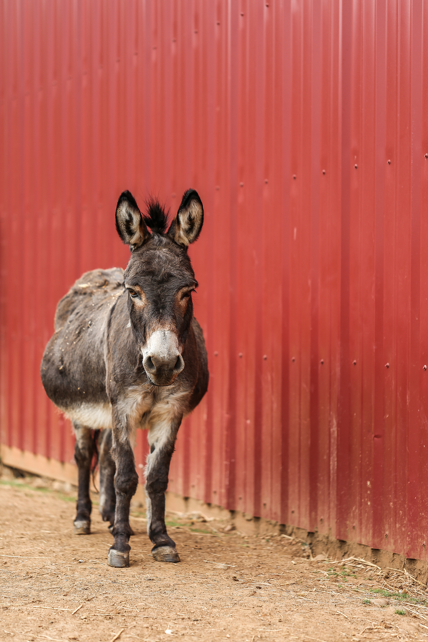 little ass