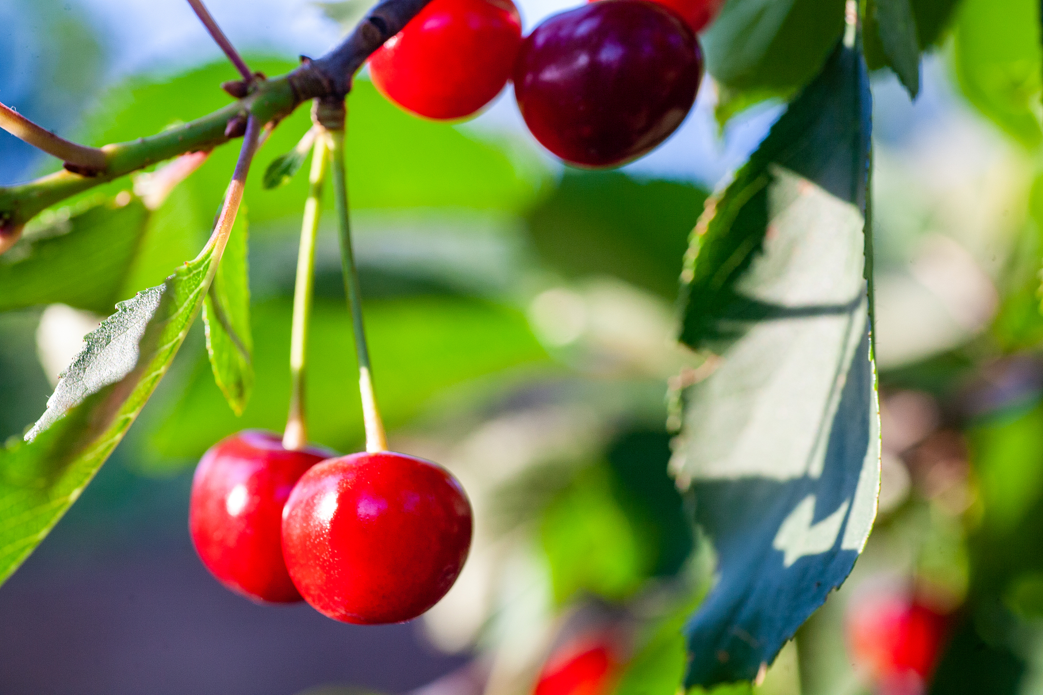 cherries in the orchard
