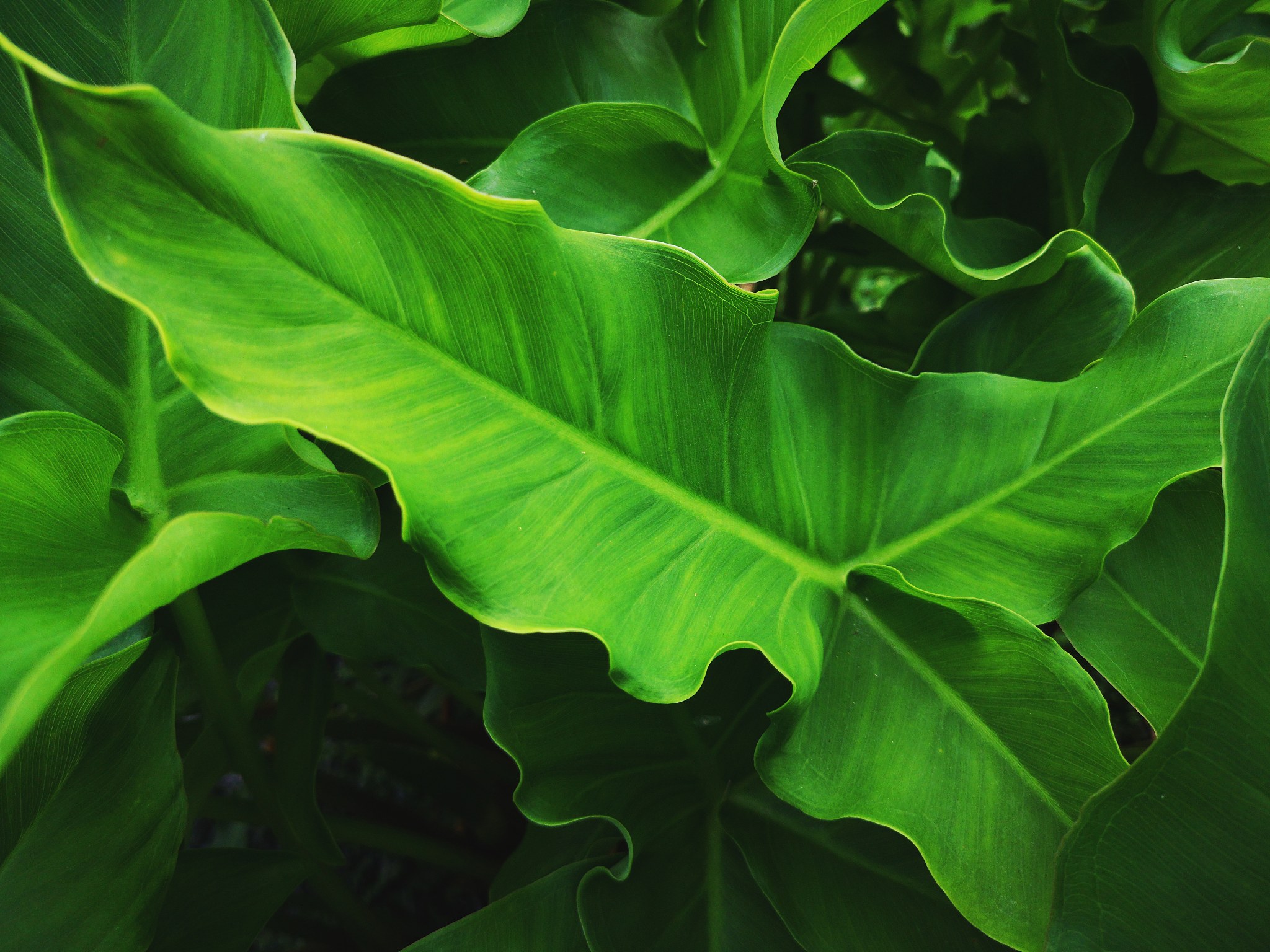 close-up of green leaves