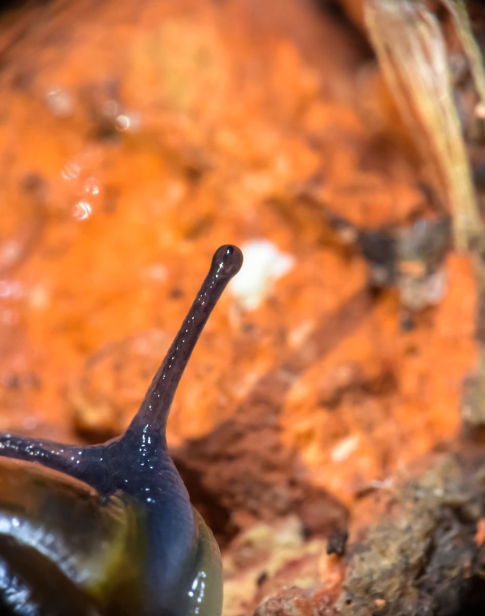 分类事物的关键特征和关键特点是什么