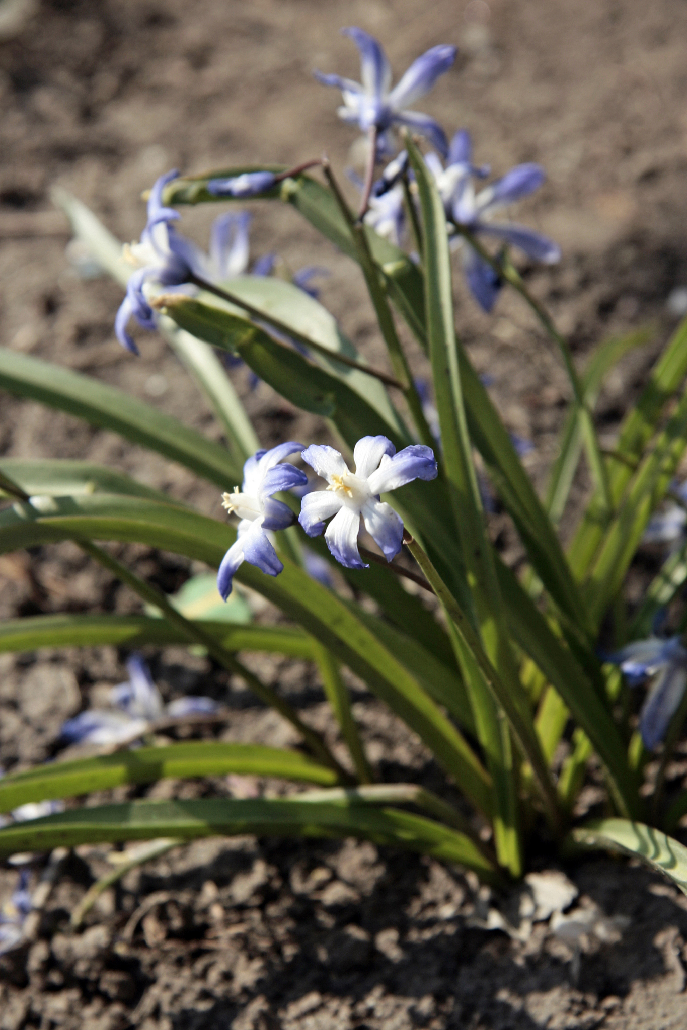 scilla siberian
