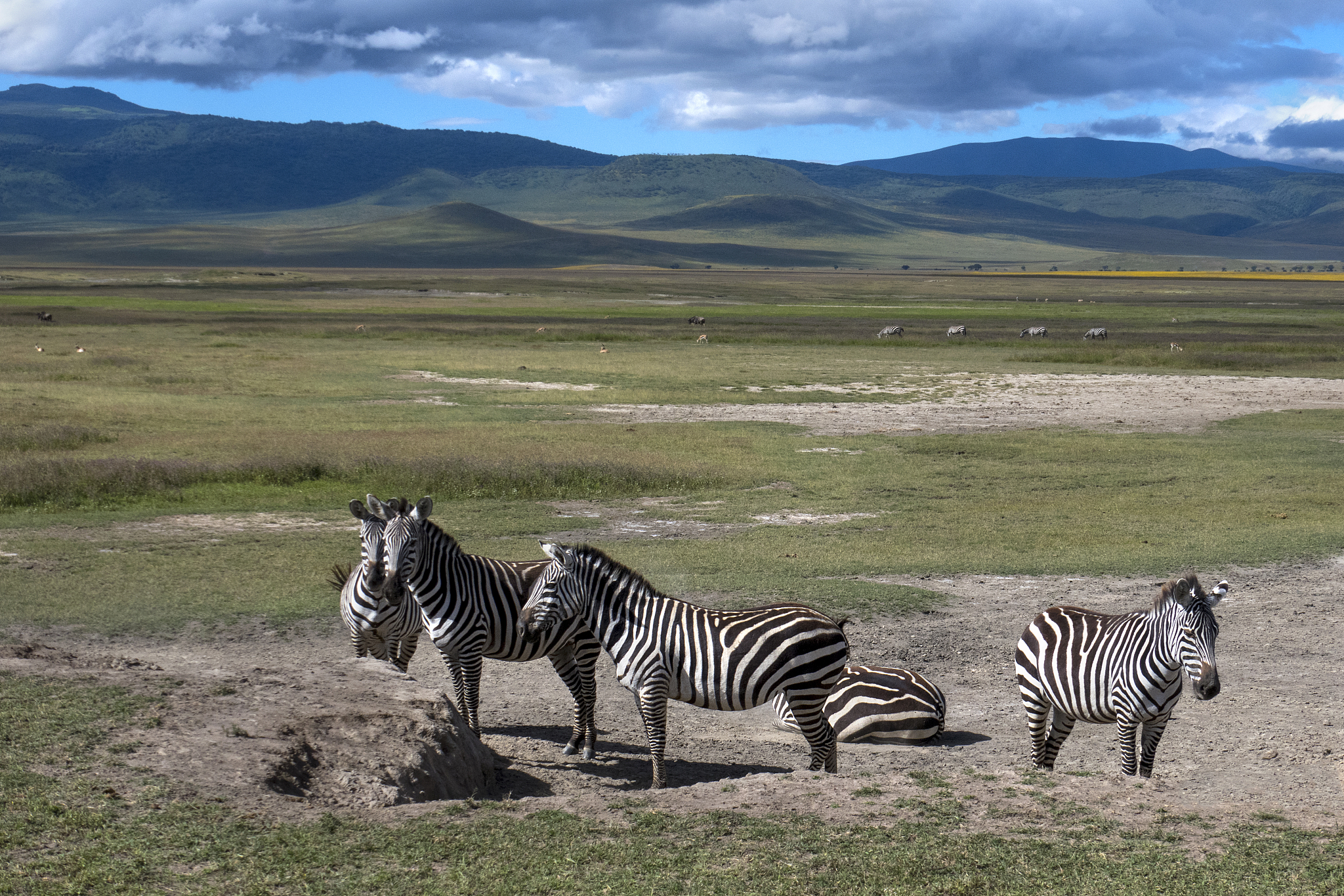 a herd of zebras in serengeti national park