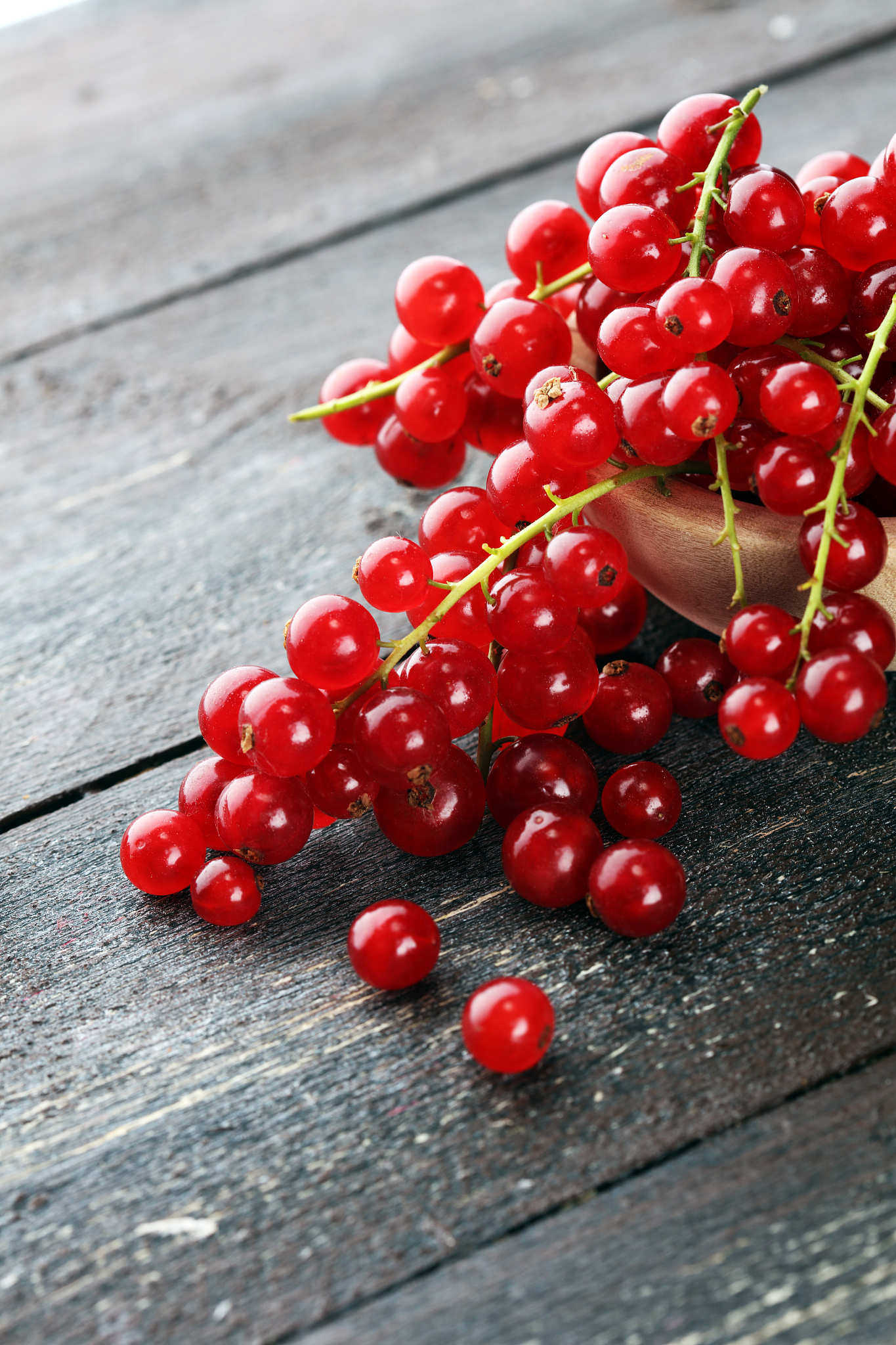 fresh red currants on light rustic table. healthy summer fruits