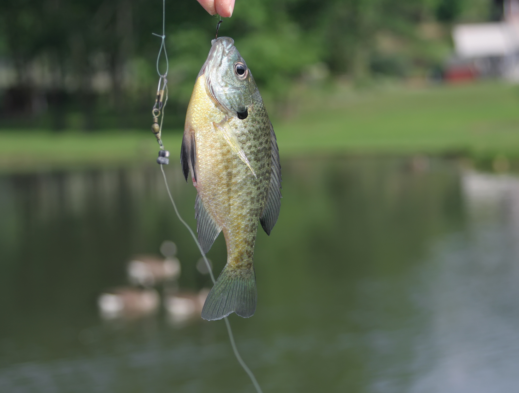 鲤鱼垂钓技巧：选择饵料、钓点、钓组，提高成功率