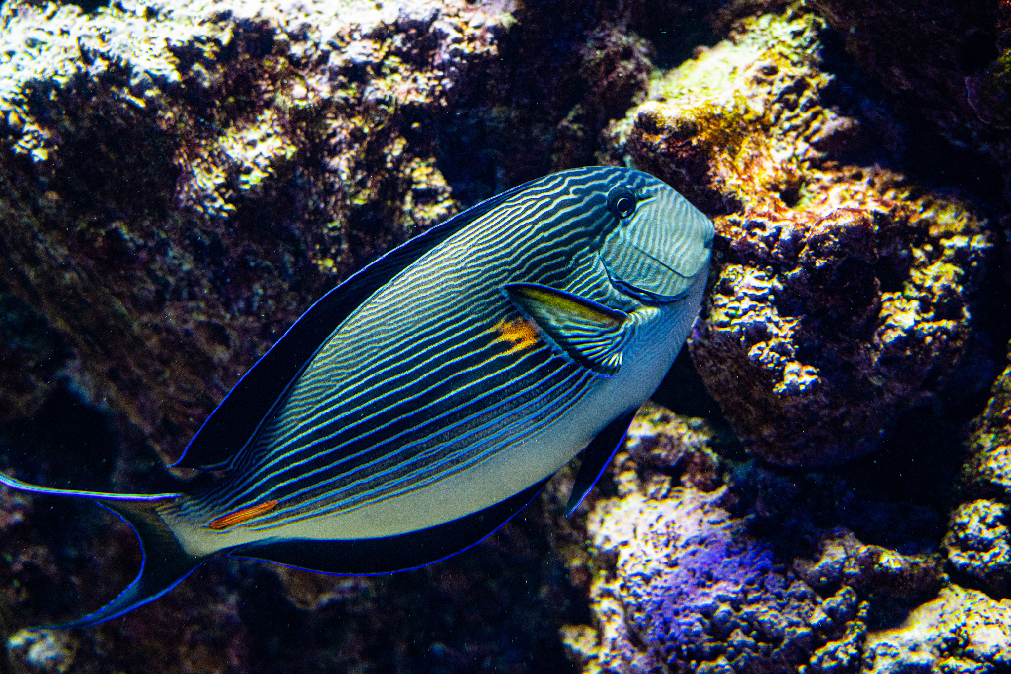 beautiful sohal surgeon fish on a coral reef.