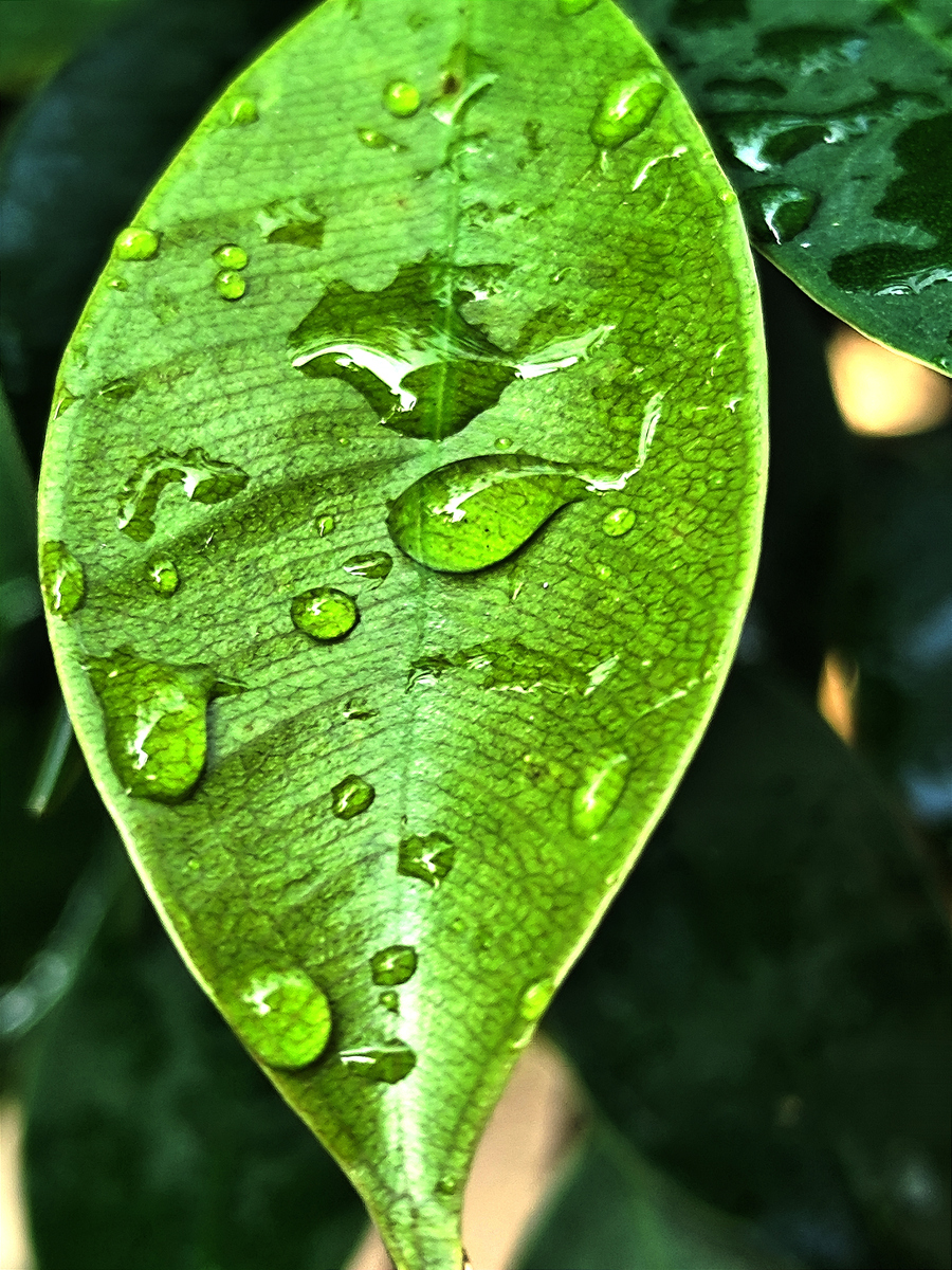 雨水淋在树上树叶沙沙作响改为拟人句
