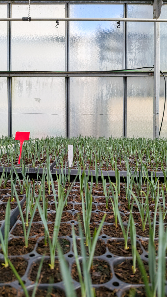 韭菜的生长环境