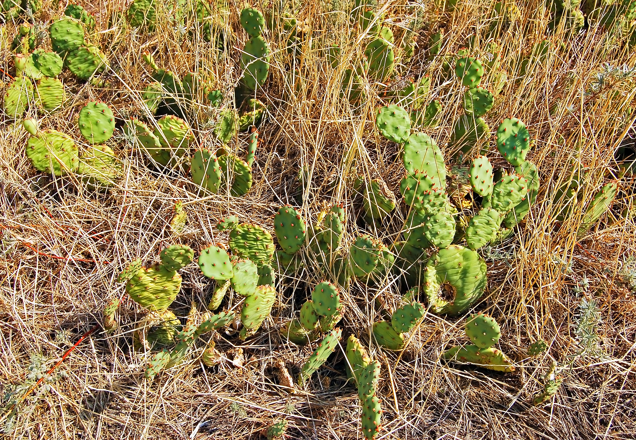 请根据土传和种传病害的发生特点谈谈种衣剂对土传和种传病害防治。