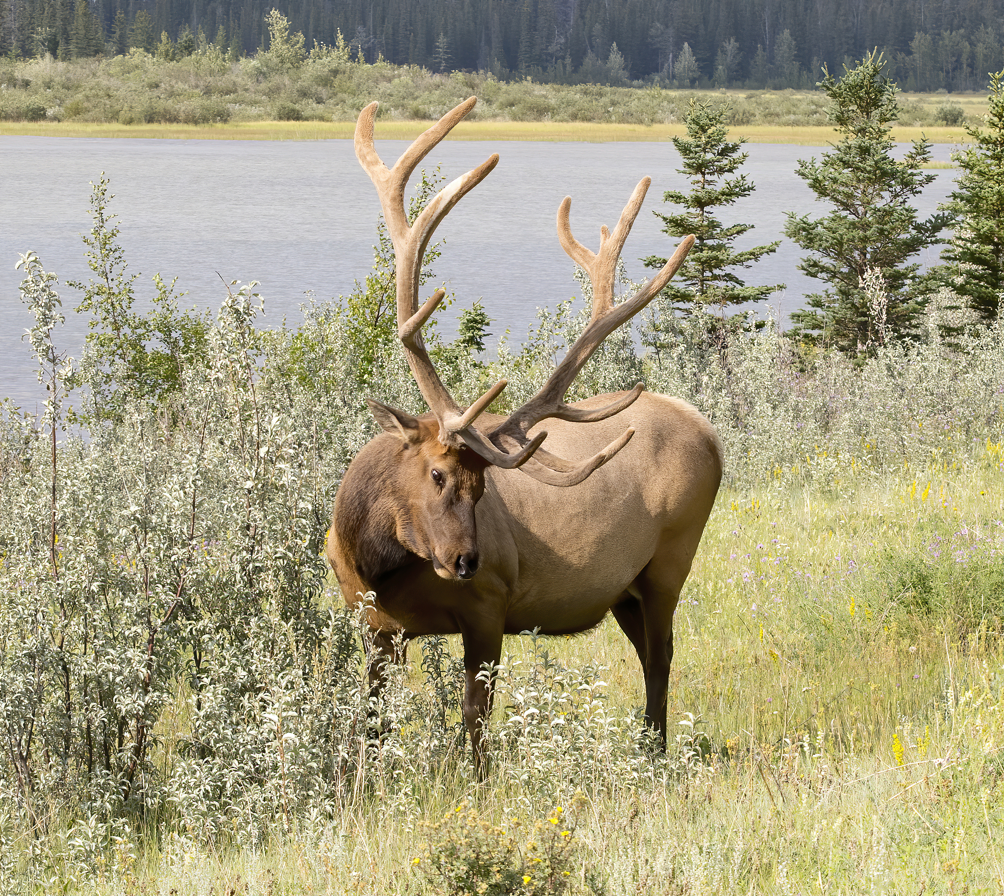 曲靖畜牧兽医学校五年制大专热门招生专业：畜牧兽医学专业