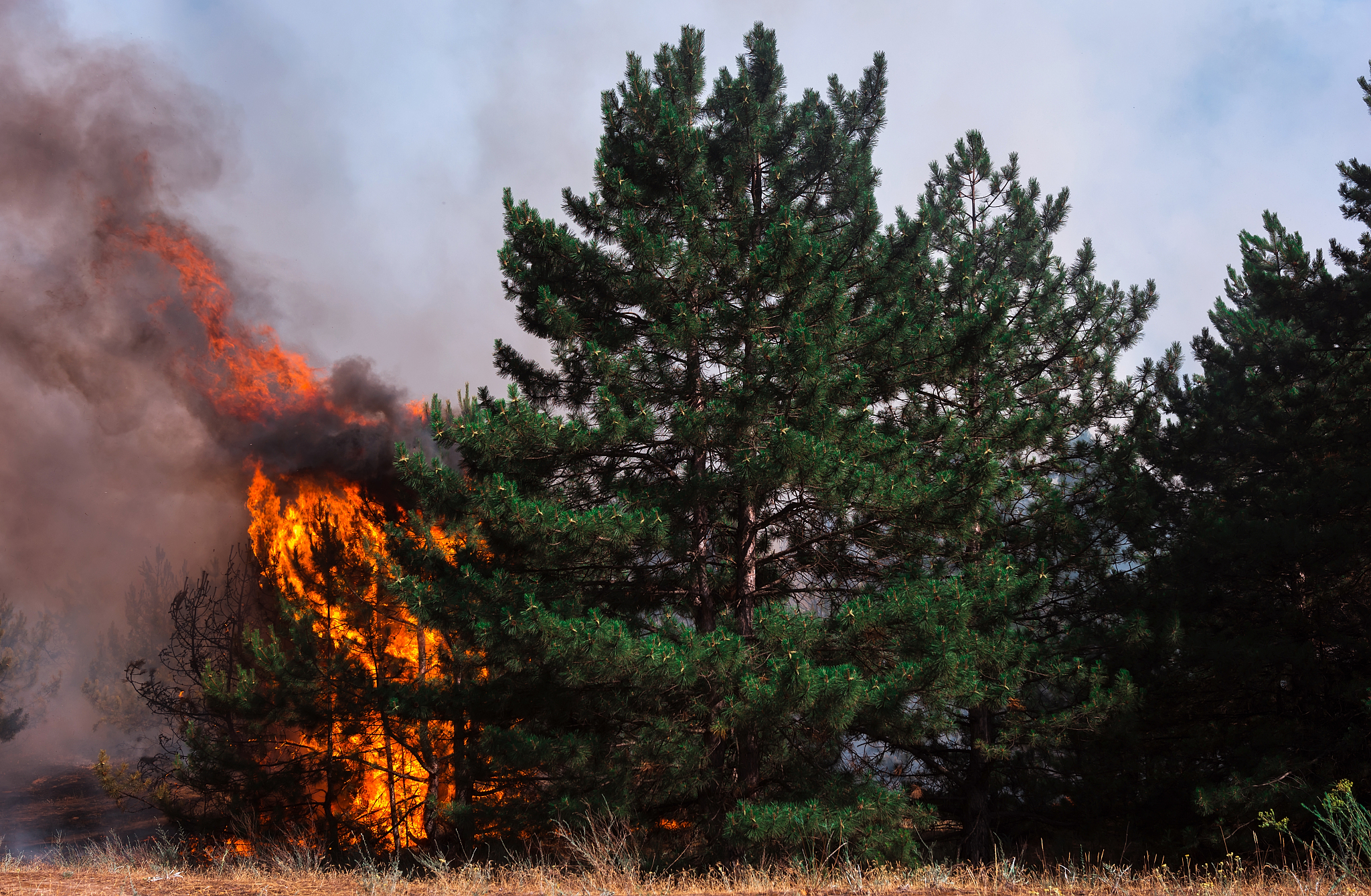 检查一下以下文字的语法和写作问题：温带森林生态系统的野火干扰通常由人类活动和气候作用共同决定。在美国本土西部的森林火灾通常由闪电所引起而人类活动则是东部森林火灾的主要诱因32。基于古气候数据的研究发现北美洲温带森林火灾的发生与森林的干旱状况的密切相关33。近年来美国西部火灾的增加主要受逐渐变暖和变干的气候环境所致15。由于制定并执行了严格的人为火灾管理政策尽管极端森林火灾偶有发生中国的森林火灾仍保