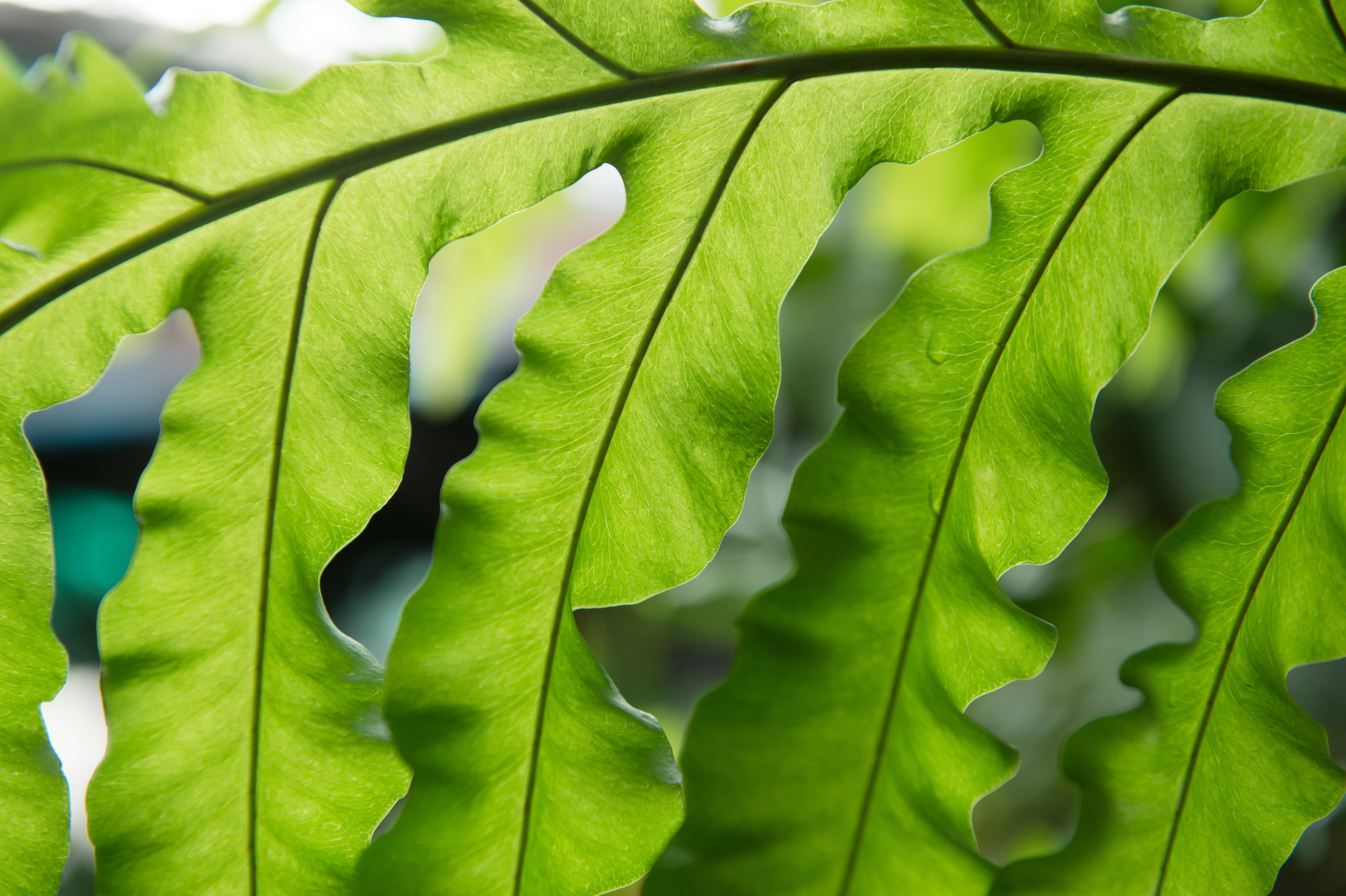 close up green leaf in evening light,nature art concept