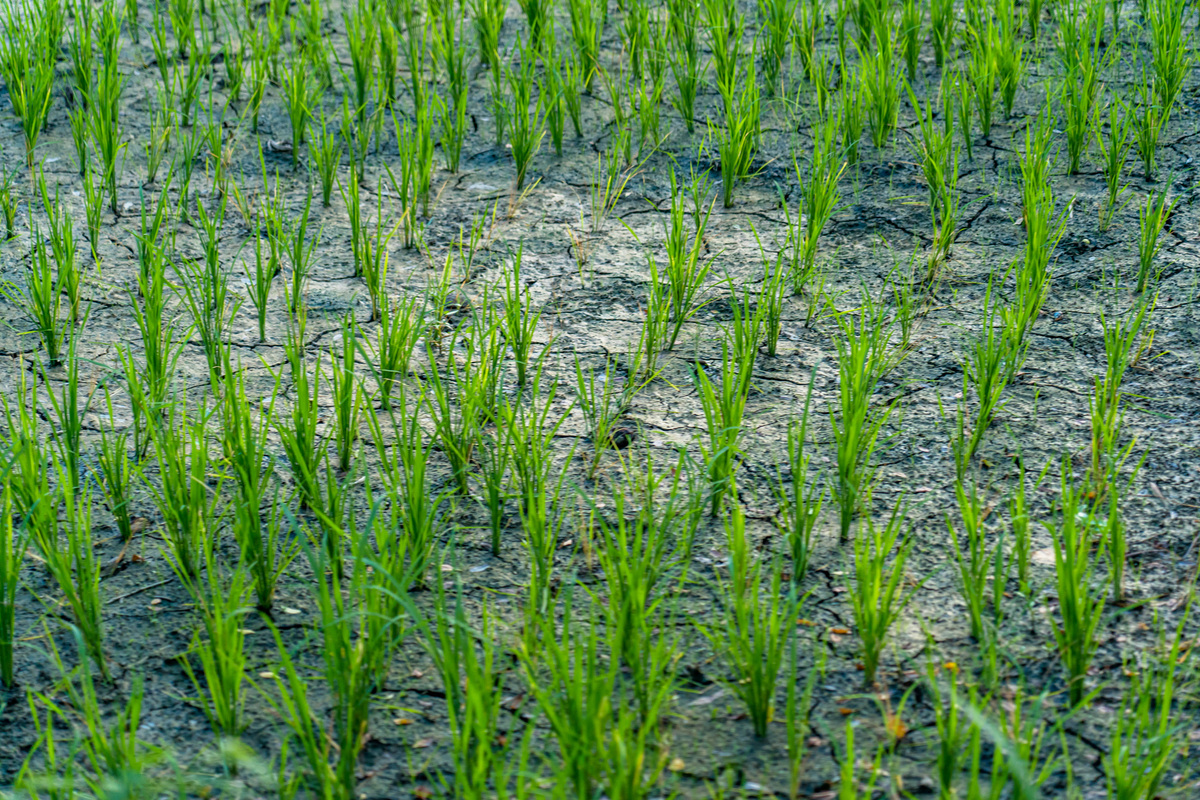 防治害虫对植物病害的重要意义：水稻病毒病、蔬菜根结线虫病和蔬菜病毒病的防治原理