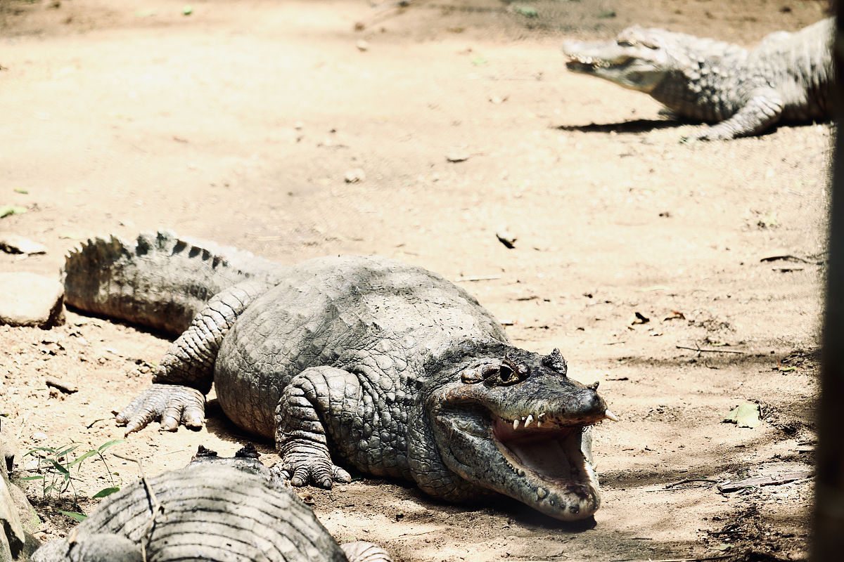 鳄鱼和奎桑提谁克制谁回答加拓展。
