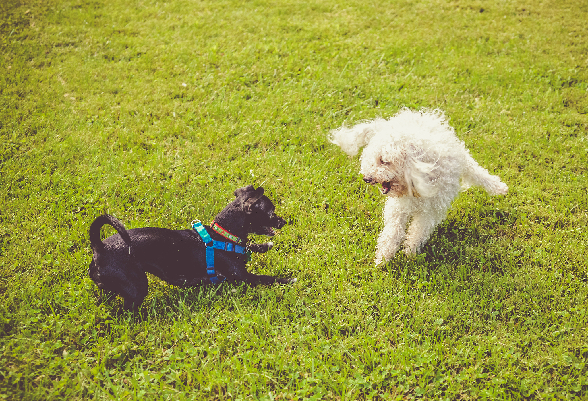宠物训练指南：掌握基本听从和行为指令