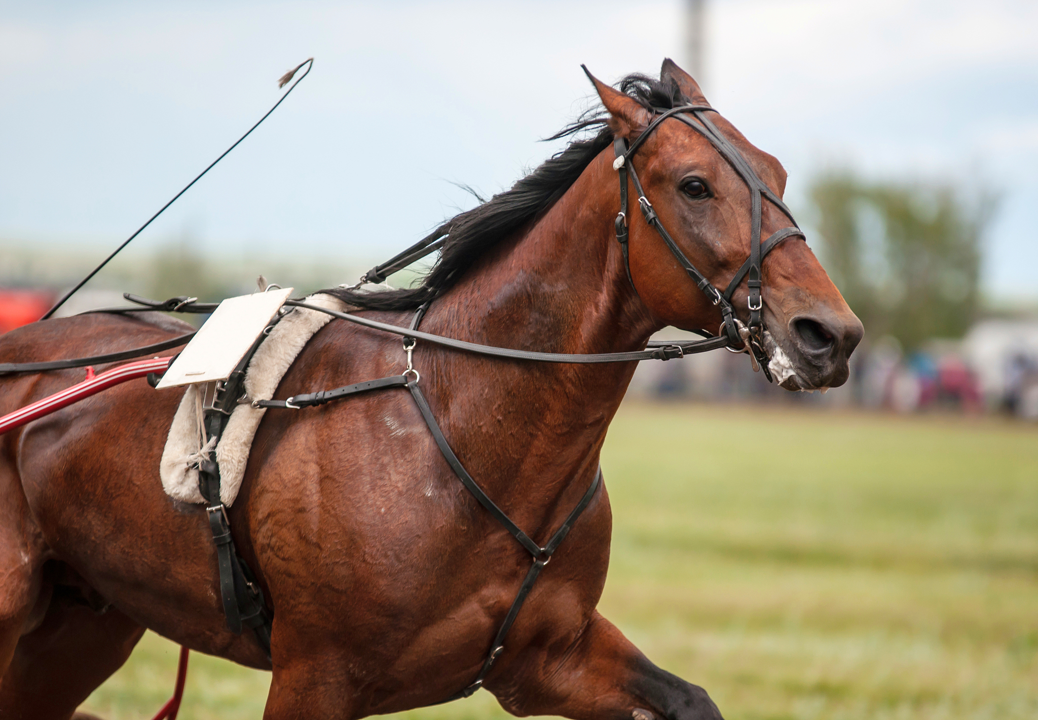 race horse at the racetrack