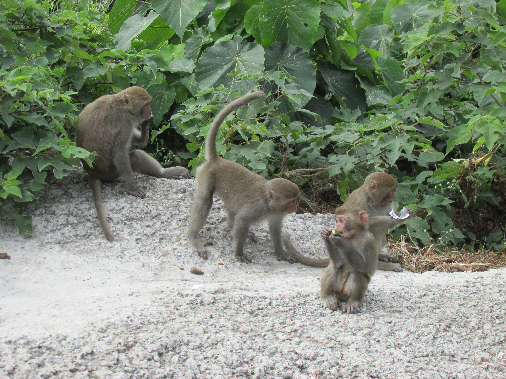难忘的动物园之旅：与聪明的猴子玩耍