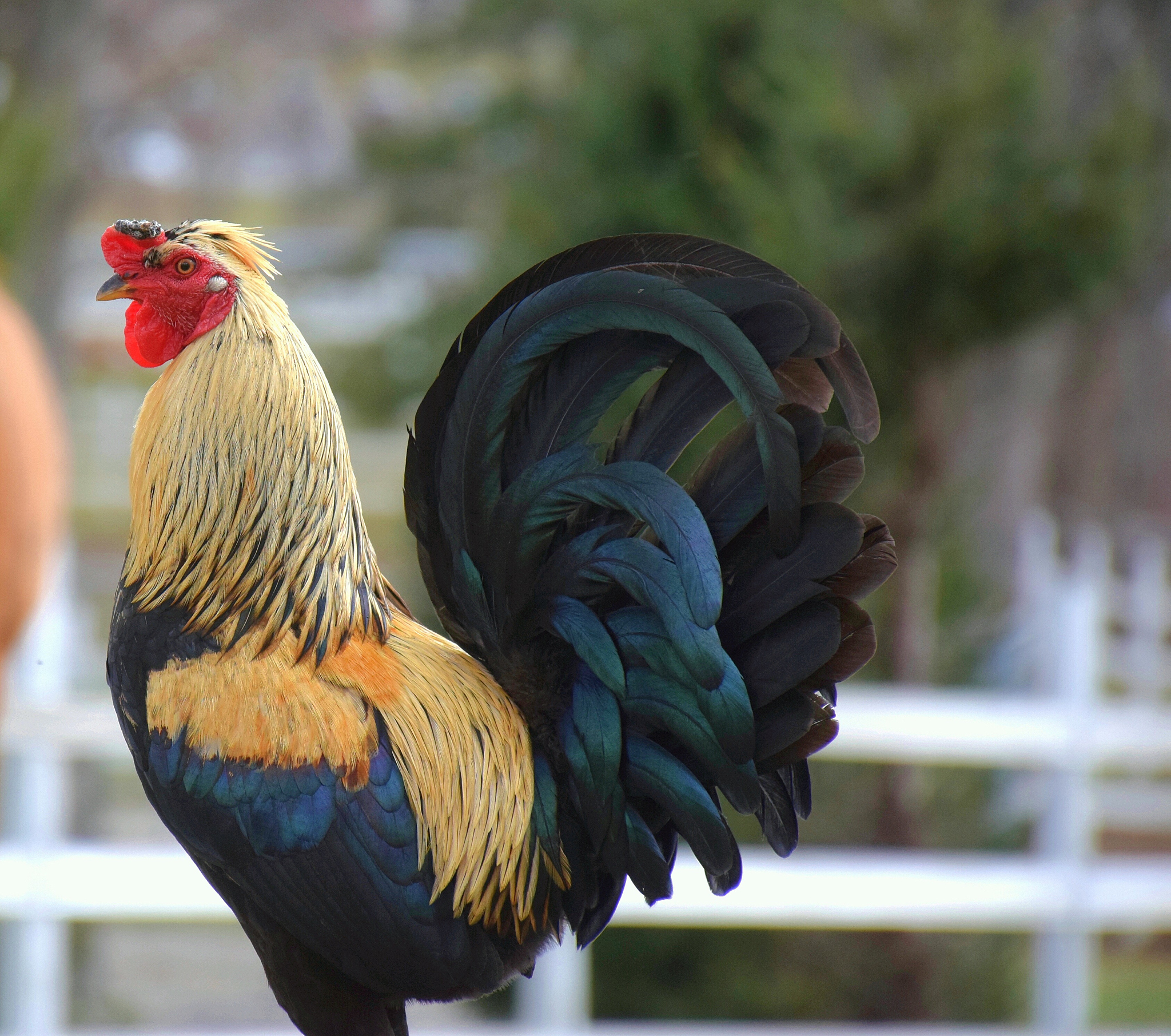 chicken against sky