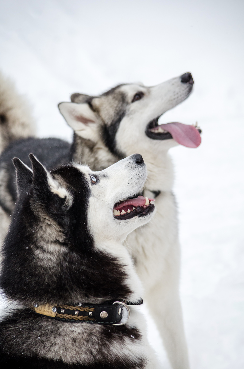 哈士奇创意IP口号：忠诚陪伴，温暖相依