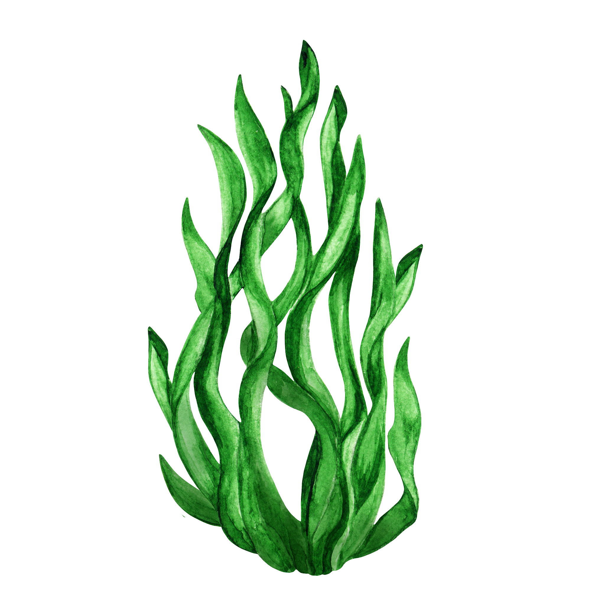 <strong>海草</strong>,绿色,水彩画,水生植物,水彩画颜料,清新,一个物体,海洋生命,背景