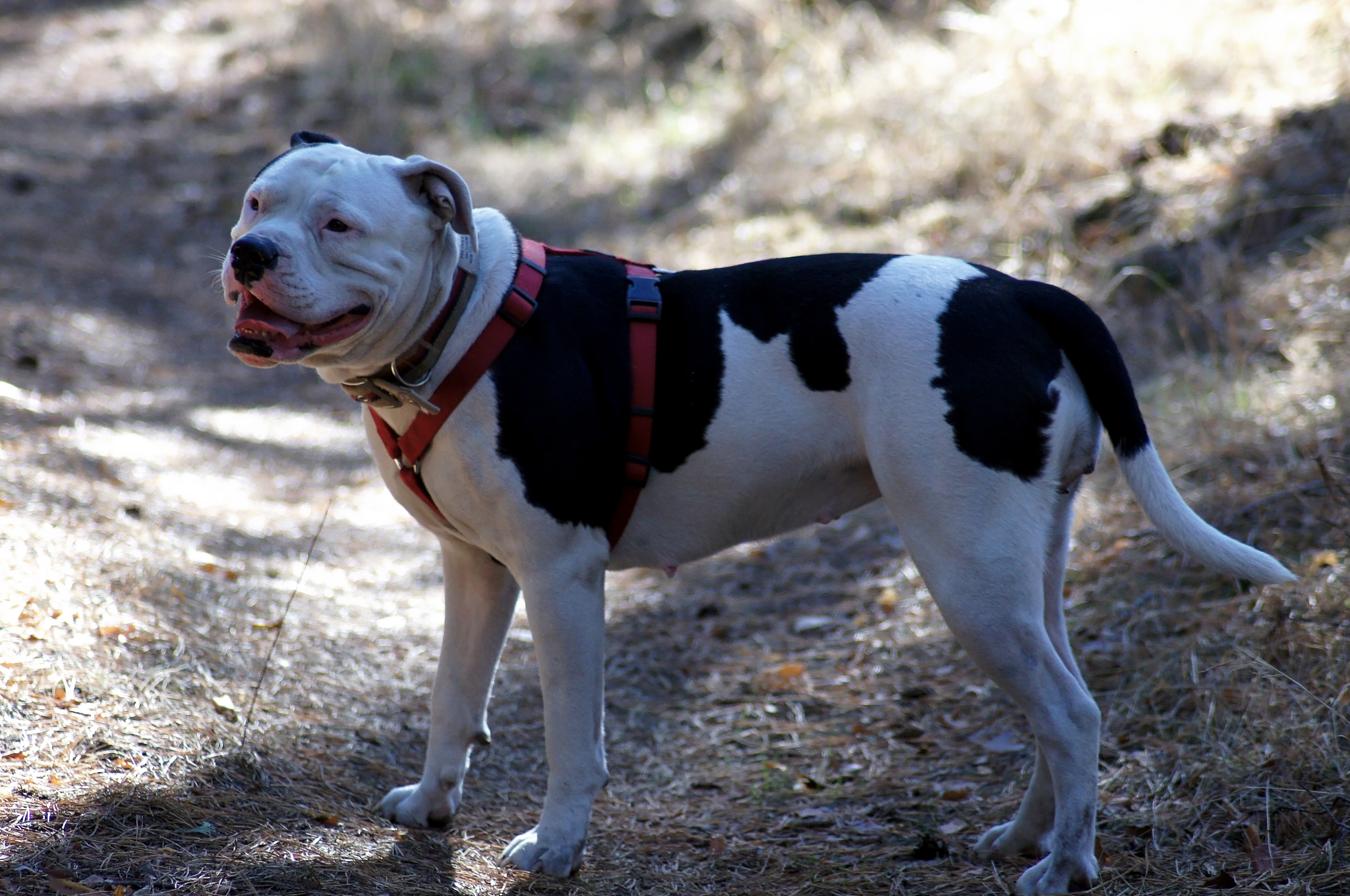 用300字分析宠物犬活动空间的环境特征