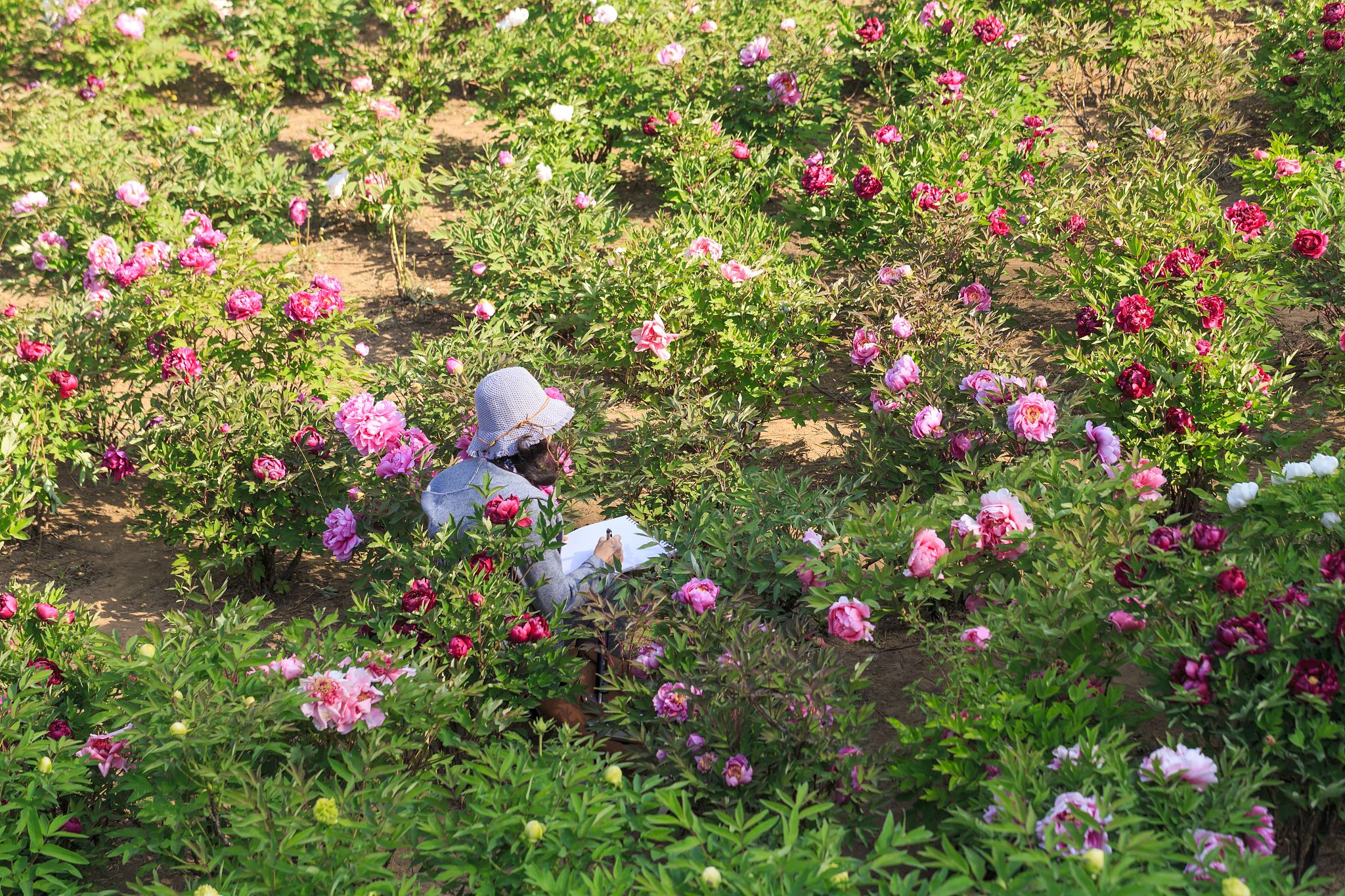 the woman painter in the garden