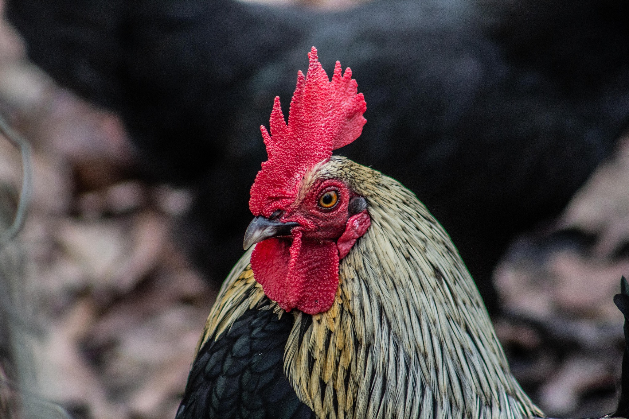 chicken