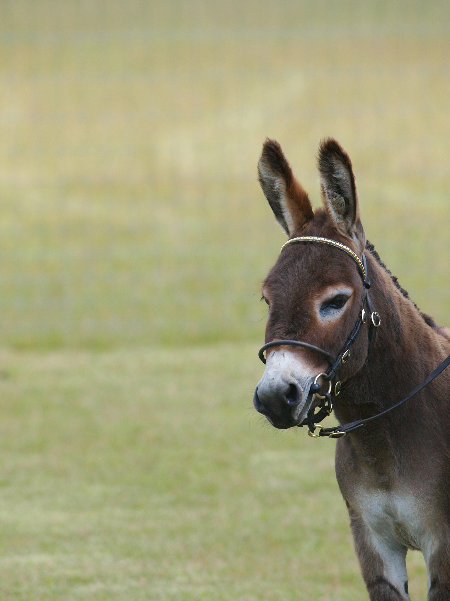 pretty donkey