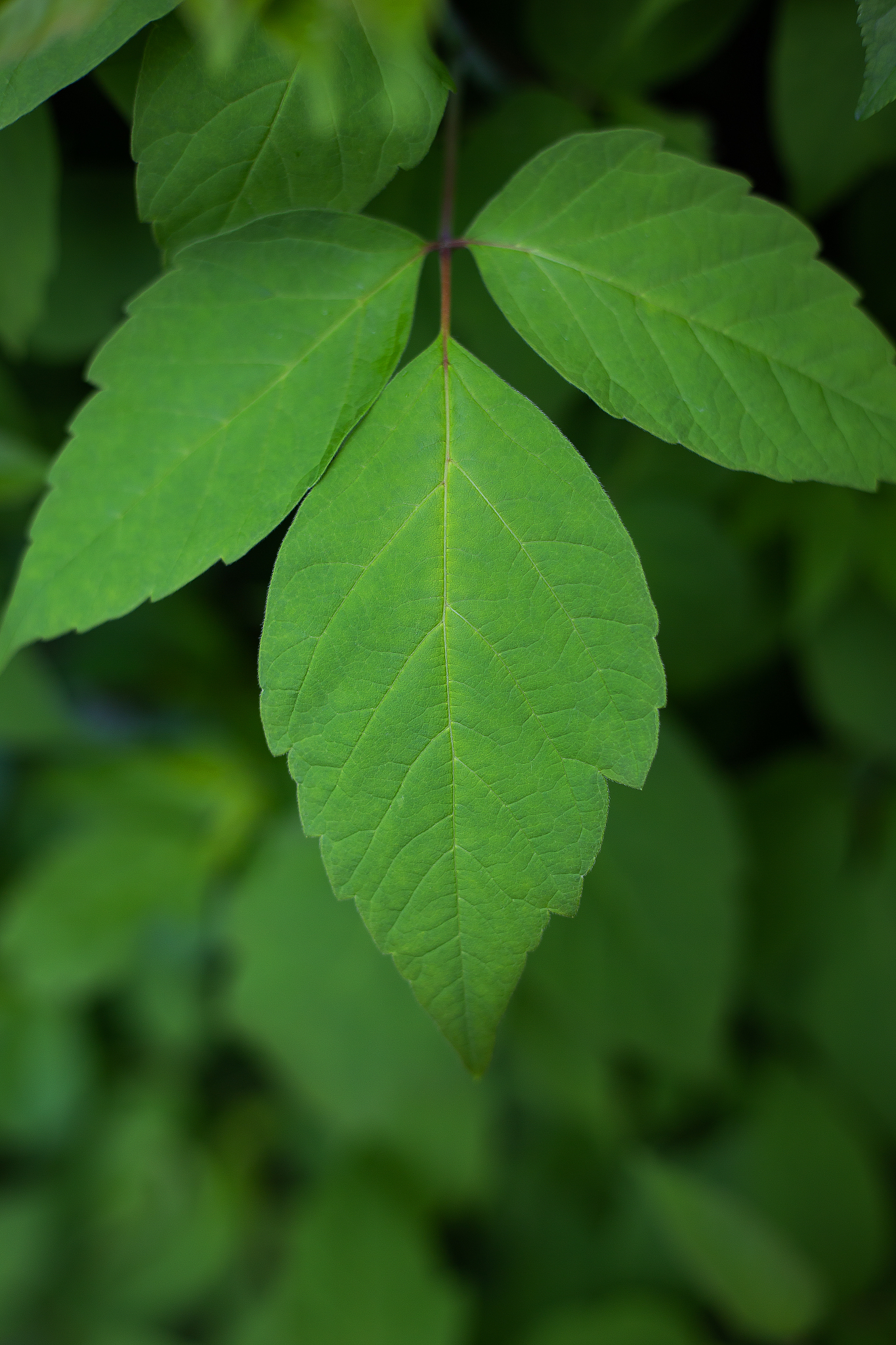 a branch of green leaves, early spring, everything is blooming. 