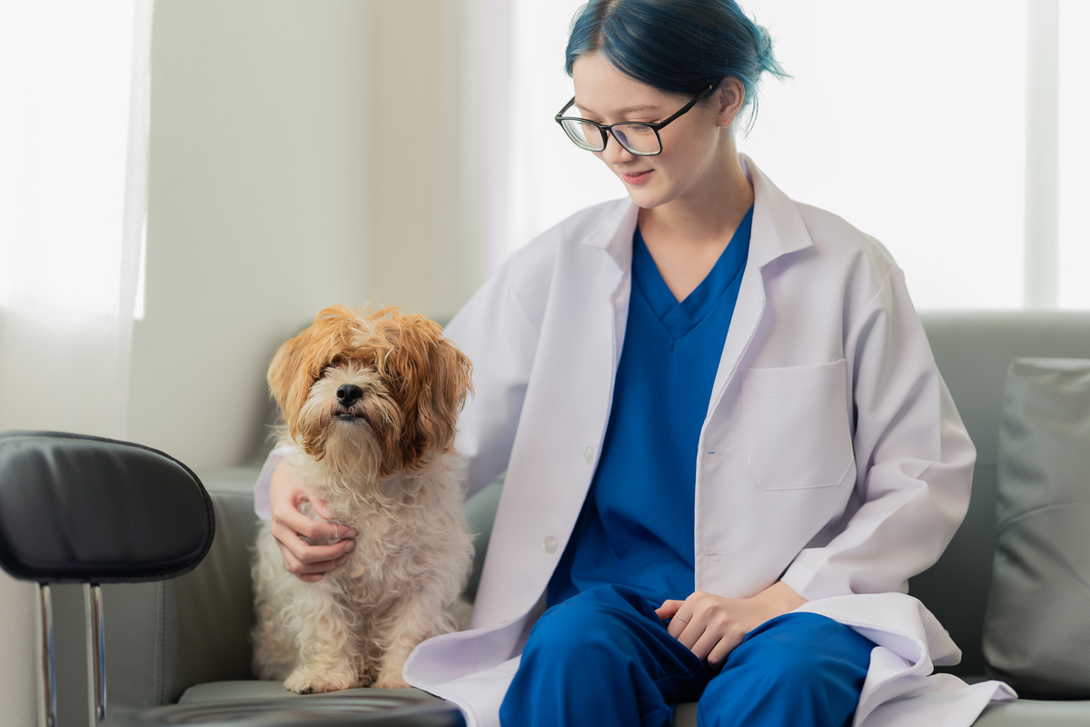 学习宠物医学专业：优势、山东院校推荐及发展前景