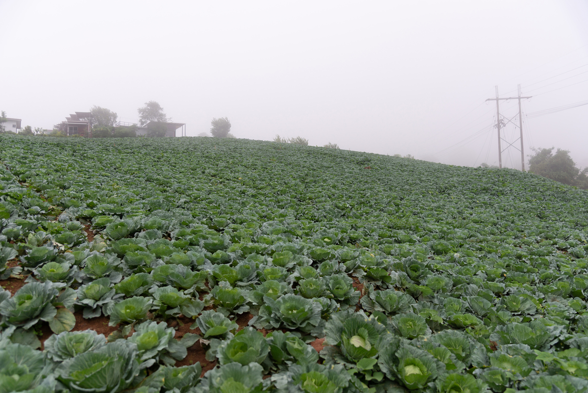 新疆黑龙江相比内蒙古甜菜多的原因
