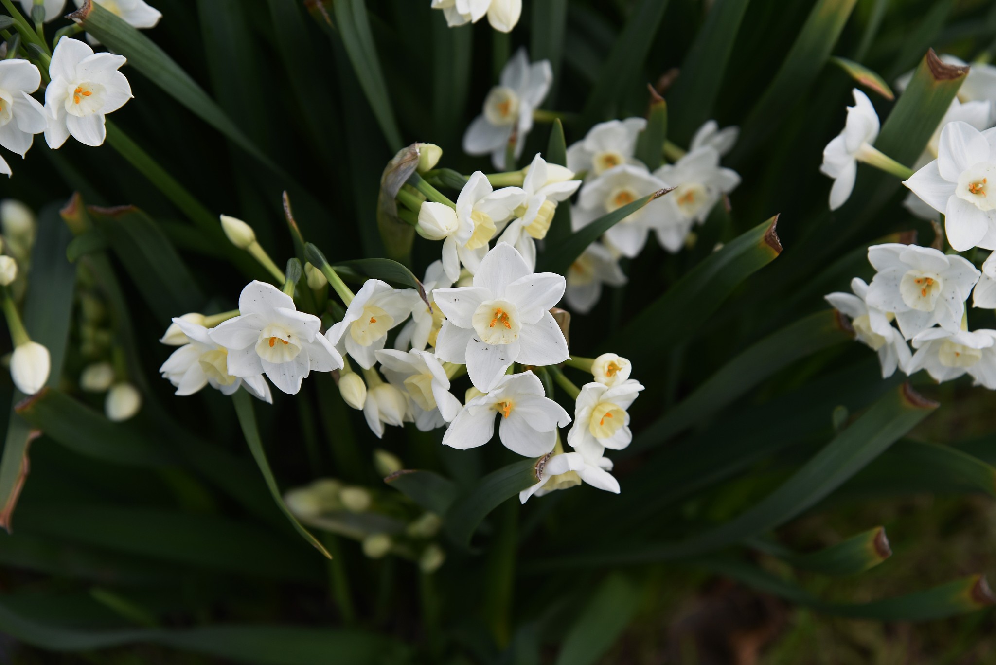 漳州水仙花哪里买最好？芗城区水仙花质量最佳！